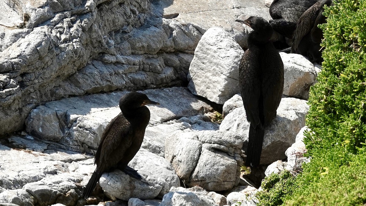 Cormoran des bancs - ML642526113
