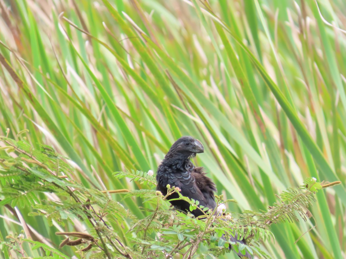 ani tlustozobá - ML642526116