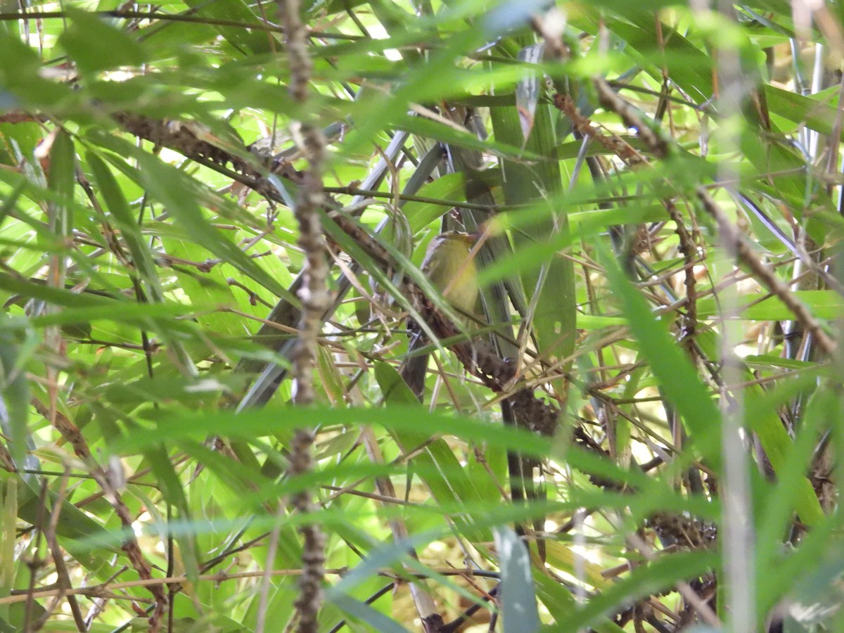Rufous-capped Babbler - ML642526124