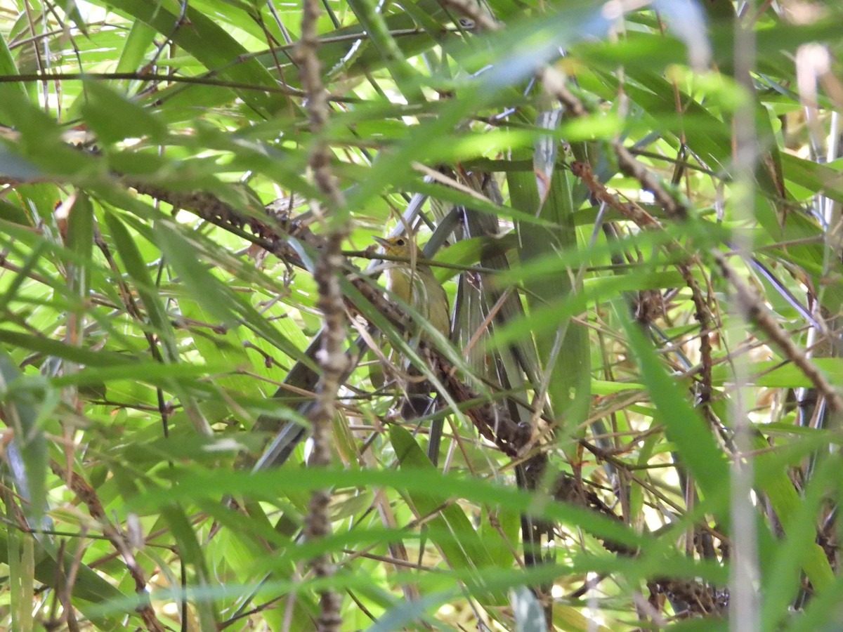 Rufous-capped Babbler - ML642526125