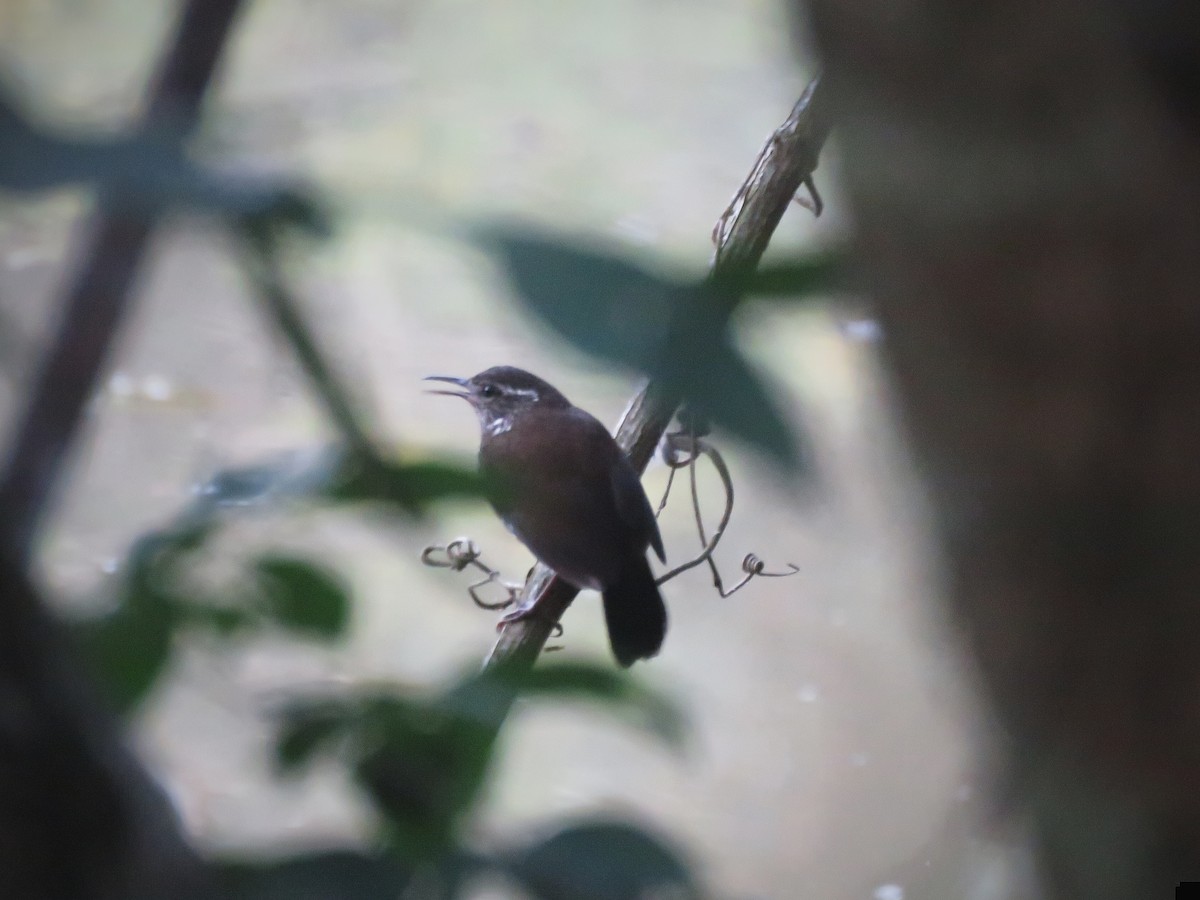 Sharp-tailed Streamcreeper - ML642526132