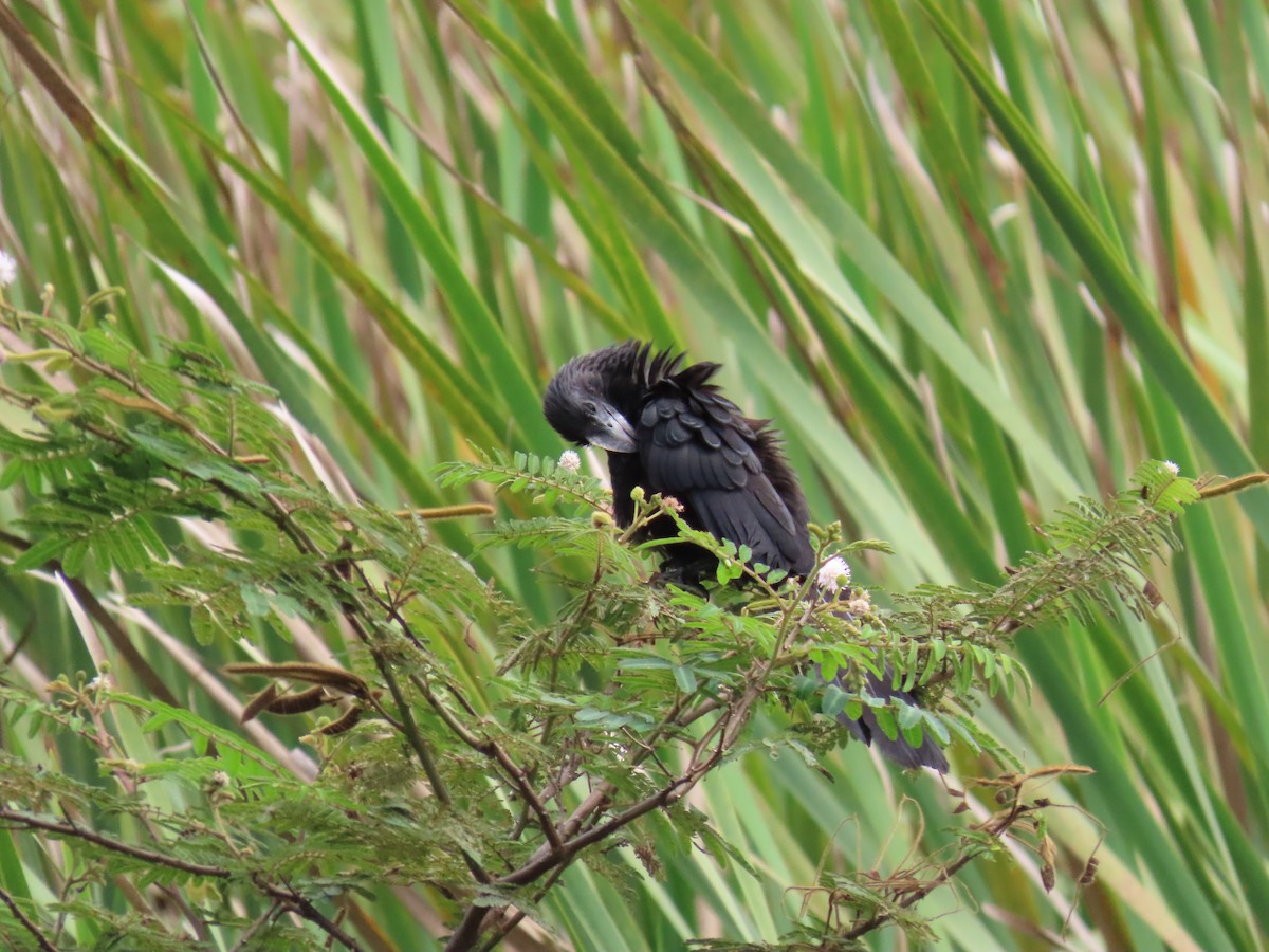 ani tlustozobá - ML642526133