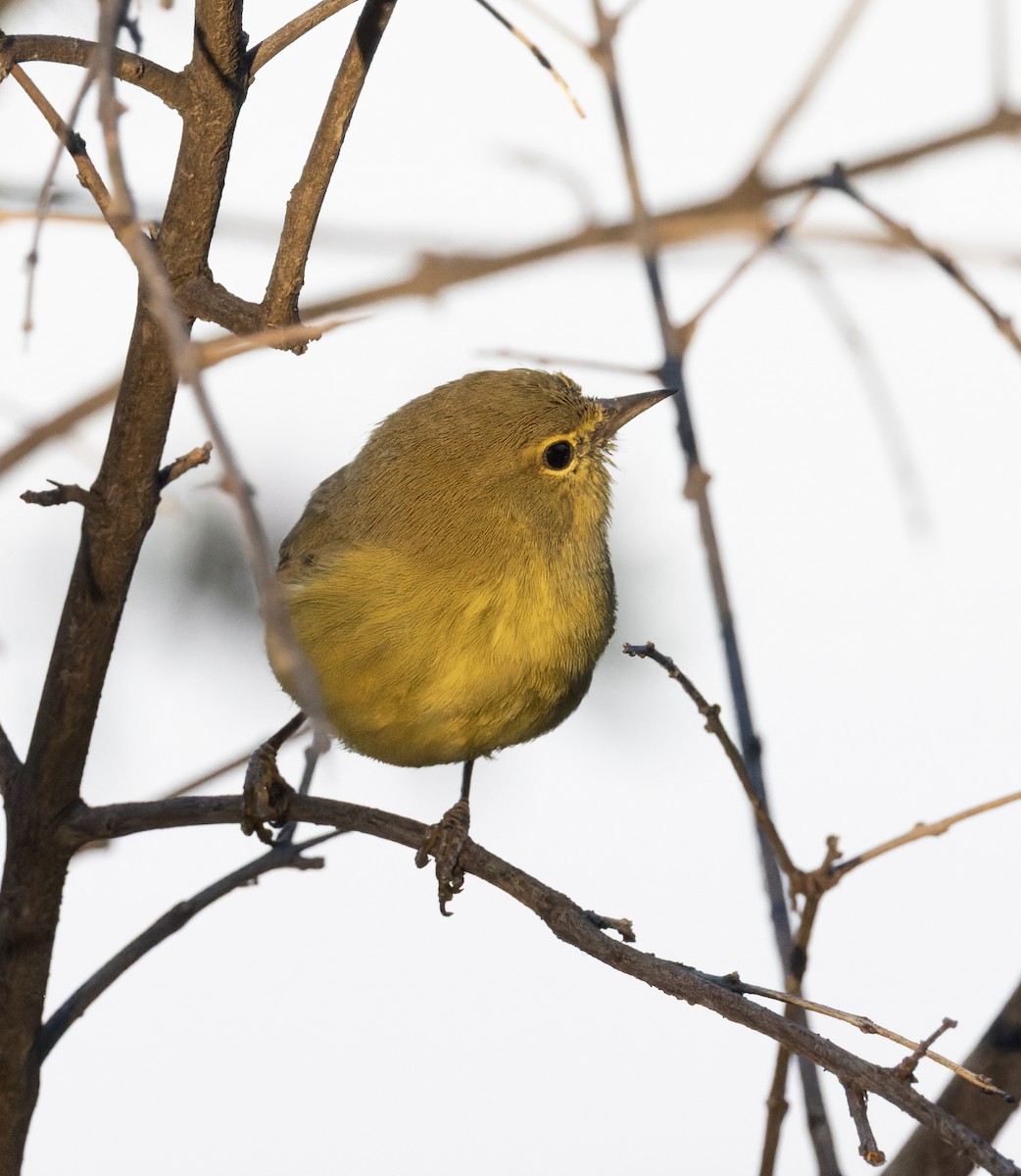 Orange-crowned Warbler (lutescens) - ML642526155