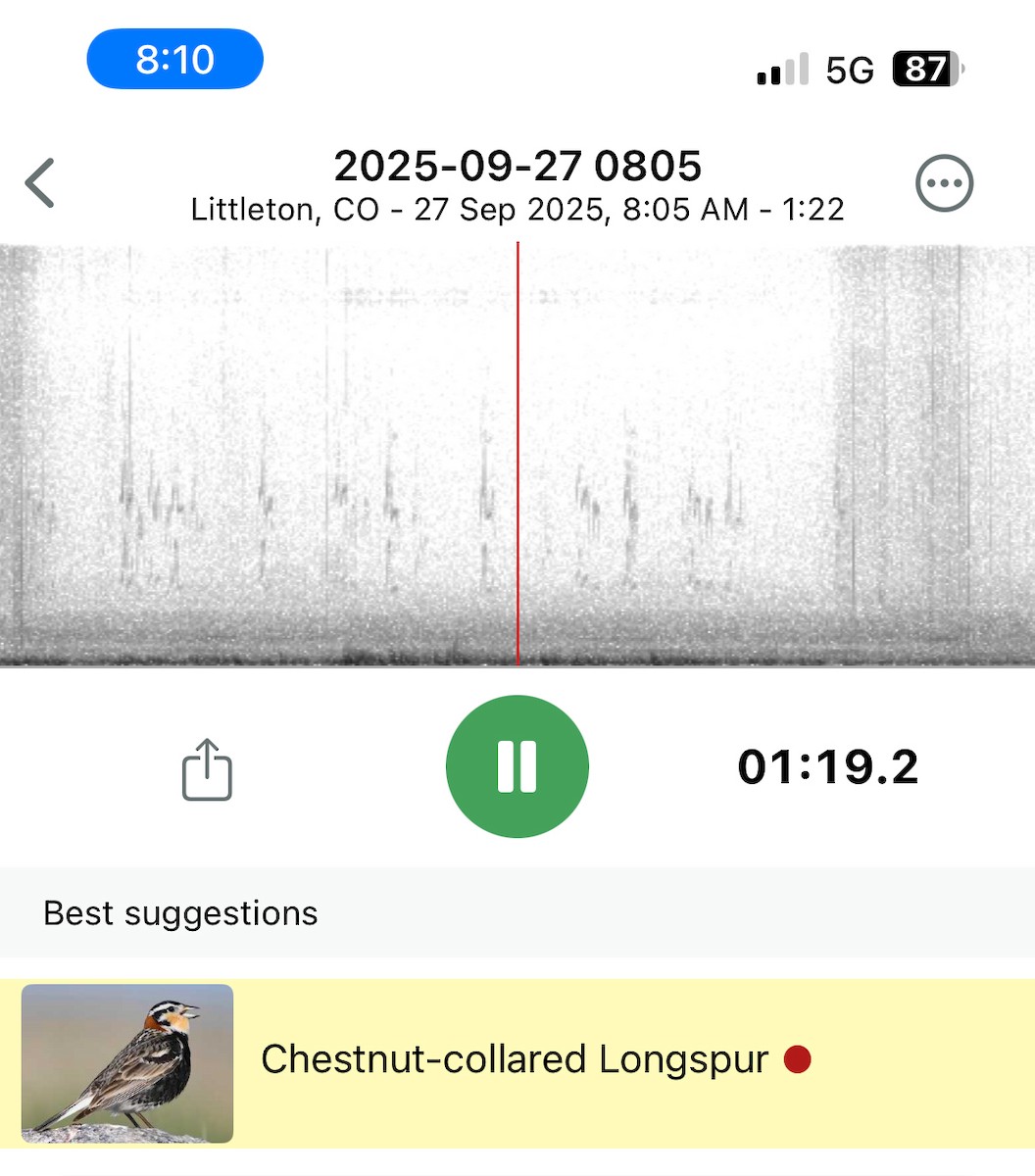 Chestnut-collared Longspur - ML642526162