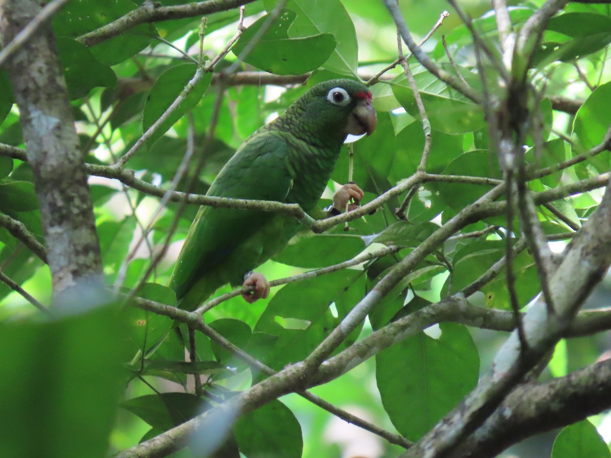 amazoňan portorický - ML642526166