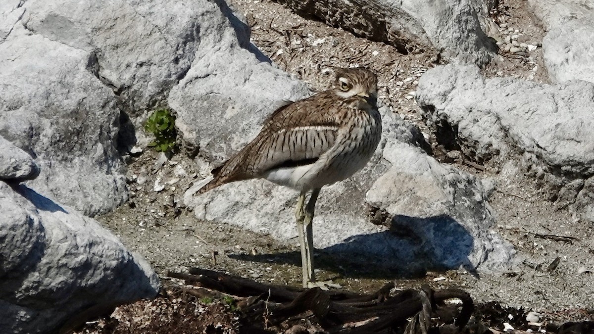Water Thick-knee - ML642526170