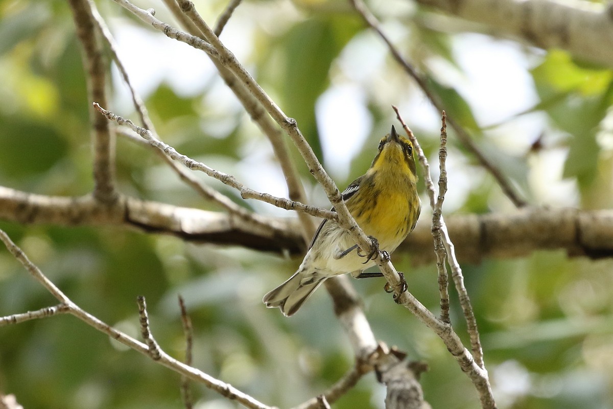 Townsend's Warbler - ML642526184