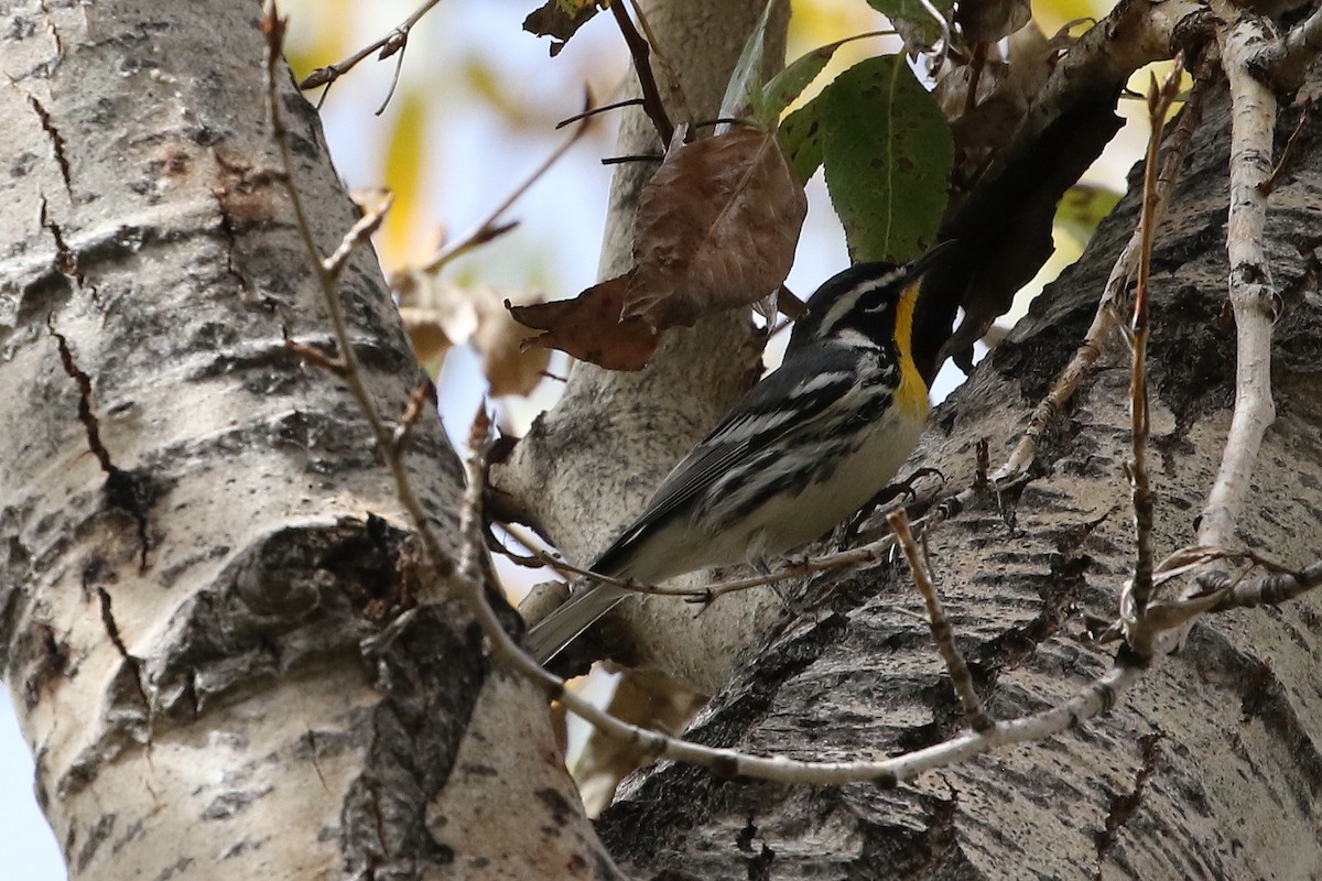 Yellow-throated Warbler - ML642526189