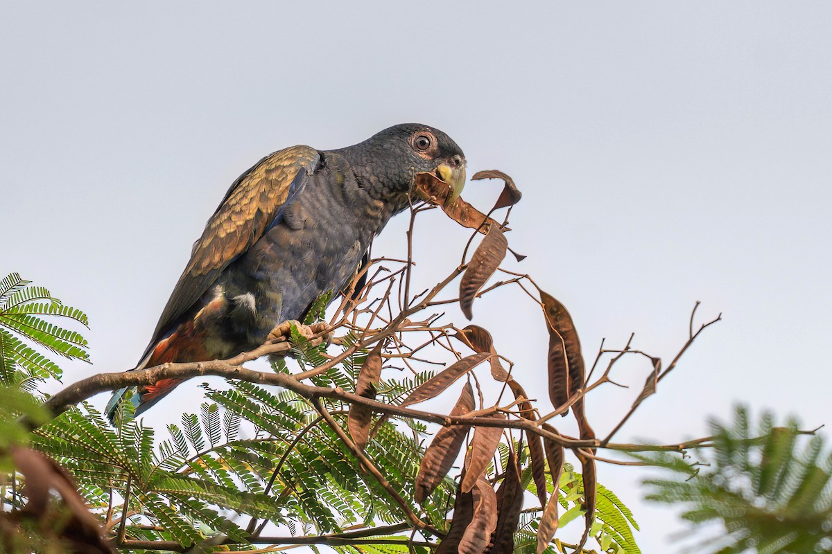 Bronze-winged Parrot - ML642526190