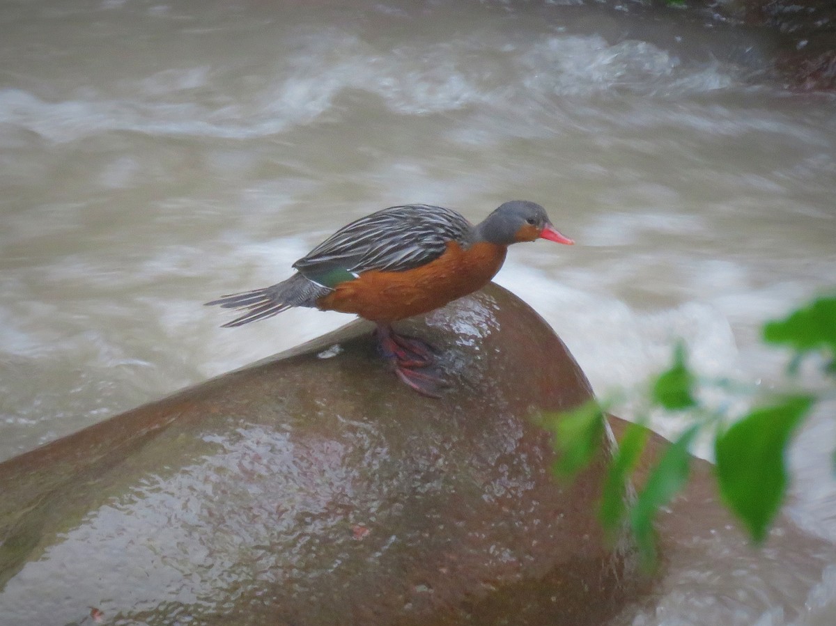 Torrent Duck - ML642526193