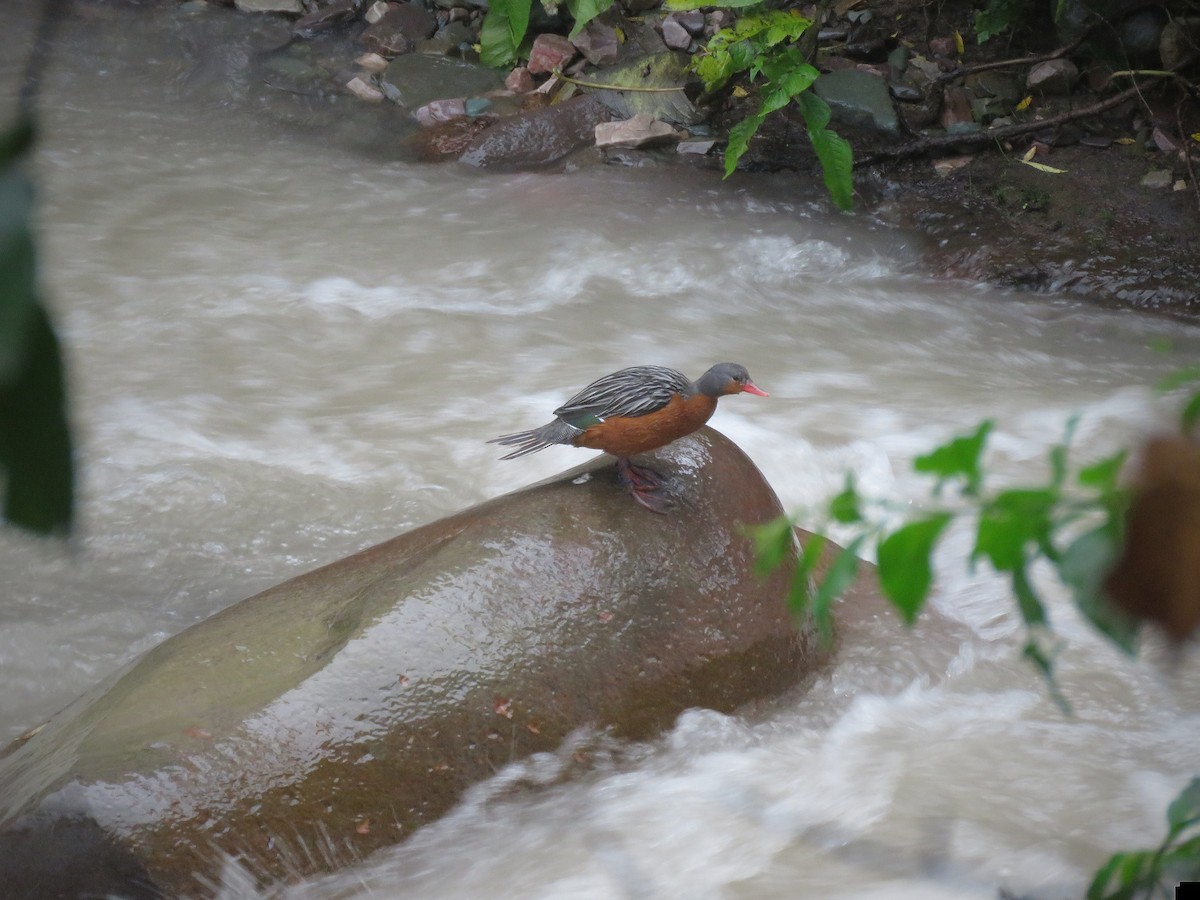 Torrent Duck - ML642526194