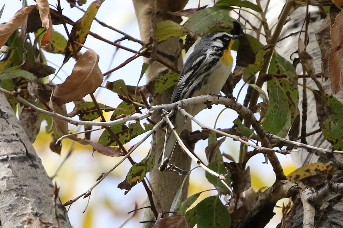 Yellow-throated Warbler - ML642526195