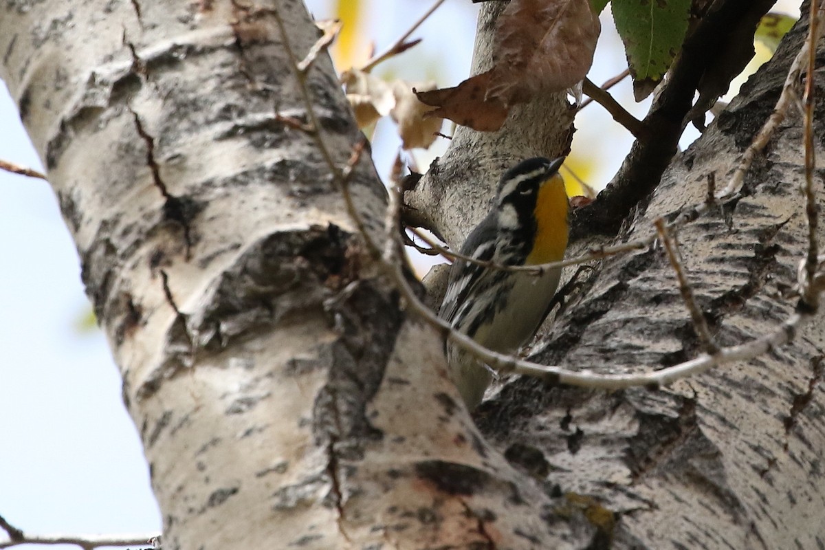 Yellow-throated Warbler - ML642526200