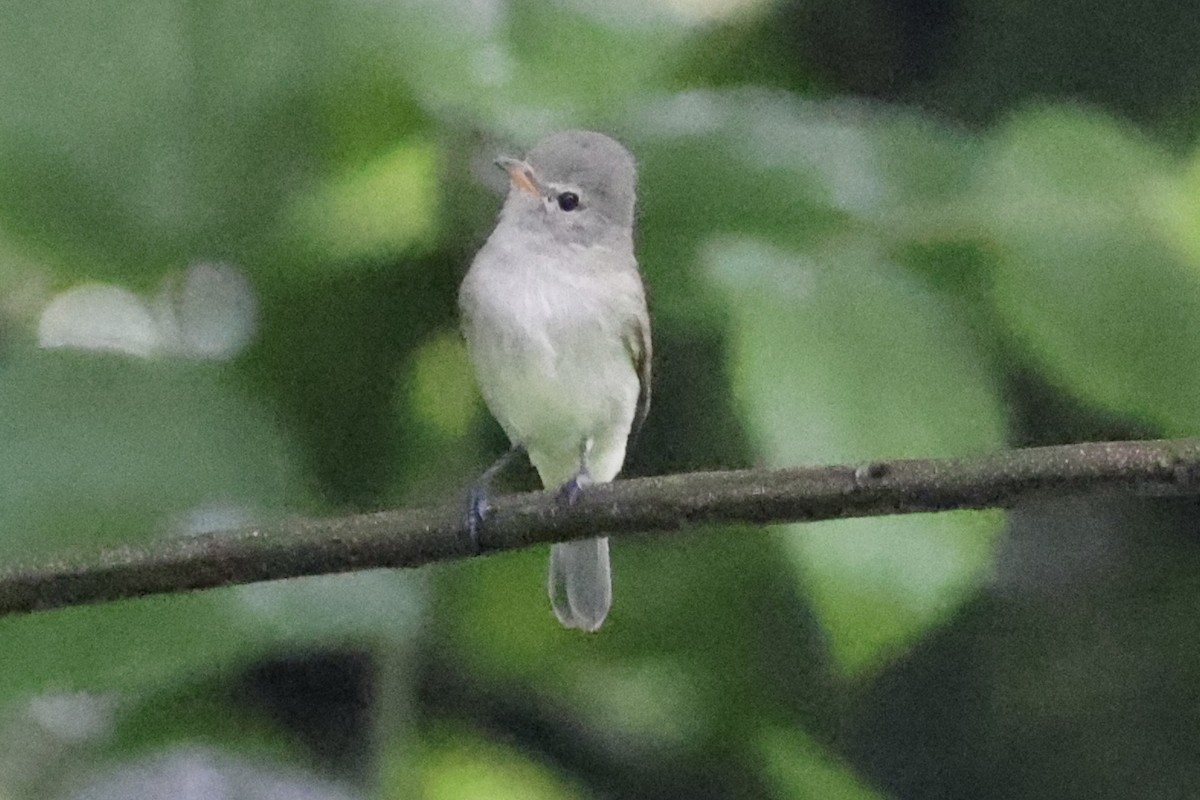 Northern Beardless-Tyrannulet - ML642526226