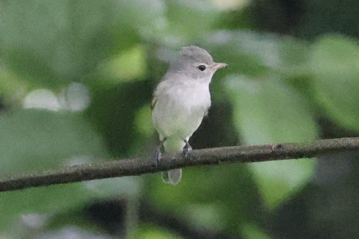 Northern Beardless-Tyrannulet - ML642526227