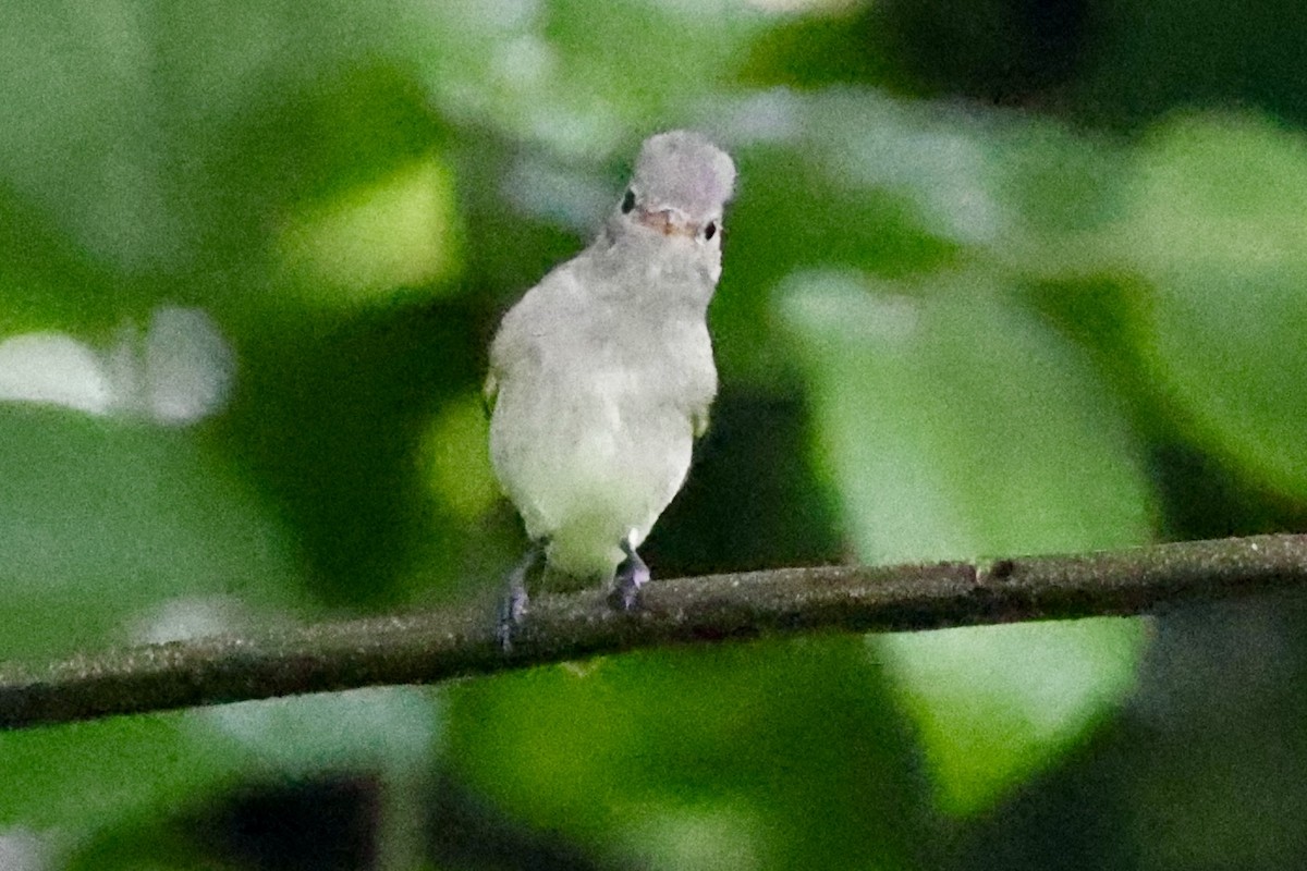 Northern Beardless-Tyrannulet - ML642526228