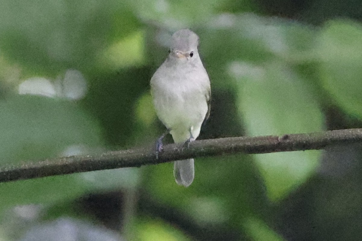 Northern Beardless-Tyrannulet - ML642526229