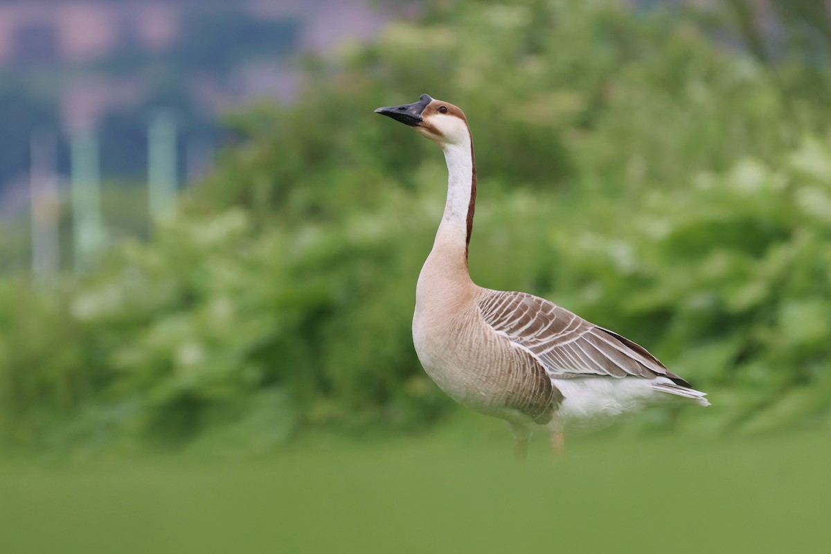 Swan Goose (Domestic type) - ML642526245