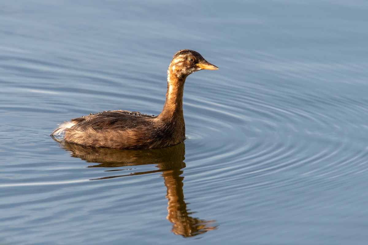 Little Grebe - ML642526247