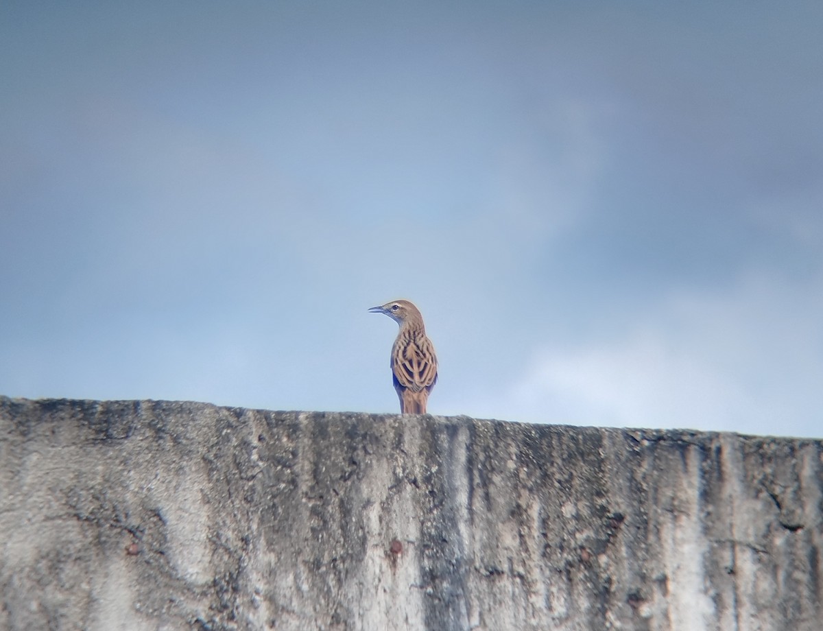 Striated Grassbird - ML642526251