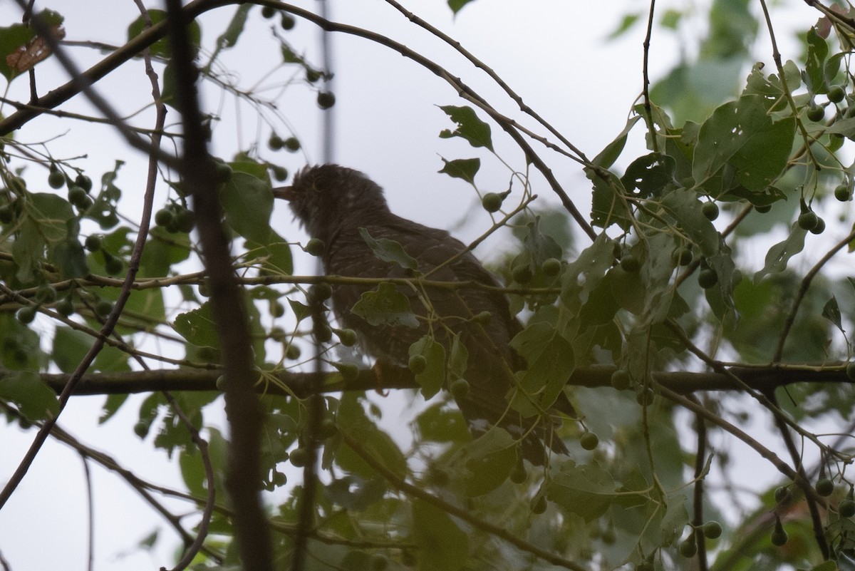 cuculidé sp. - ML642526253