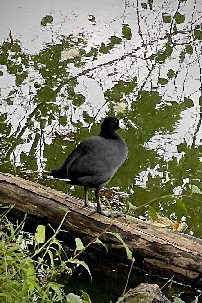 American Coot - ML642526329