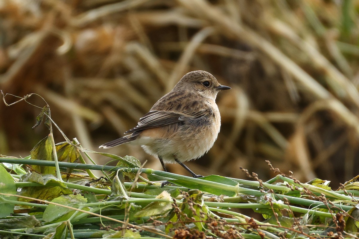 Siberian Stonechat (Siberian) - ML642526382