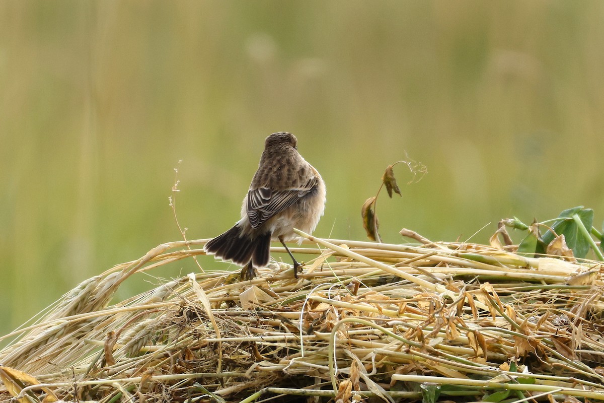 Siberian Stonechat (Siberian) - ML642526383