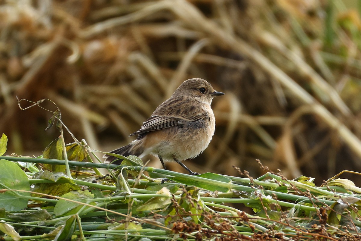 Siberian Stonechat (Siberian) - ML642526384
