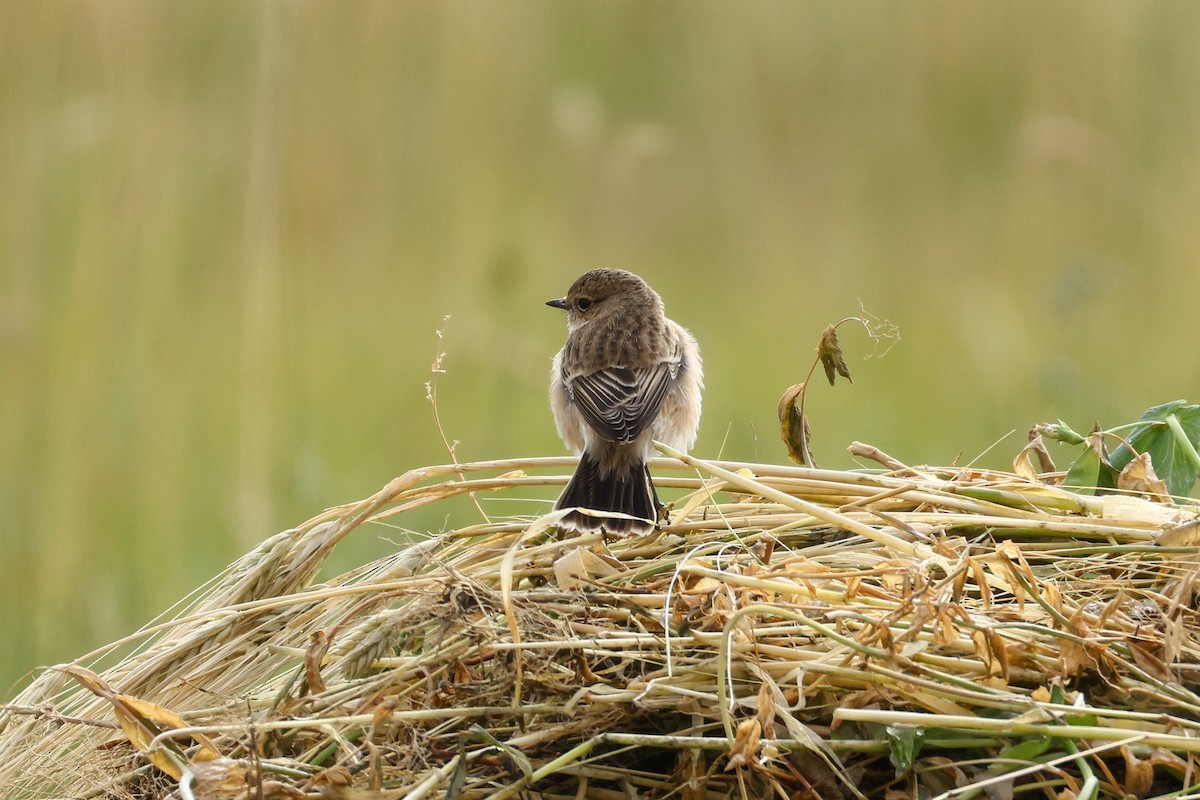Siberian Stonechat (Siberian) - ML642526385
