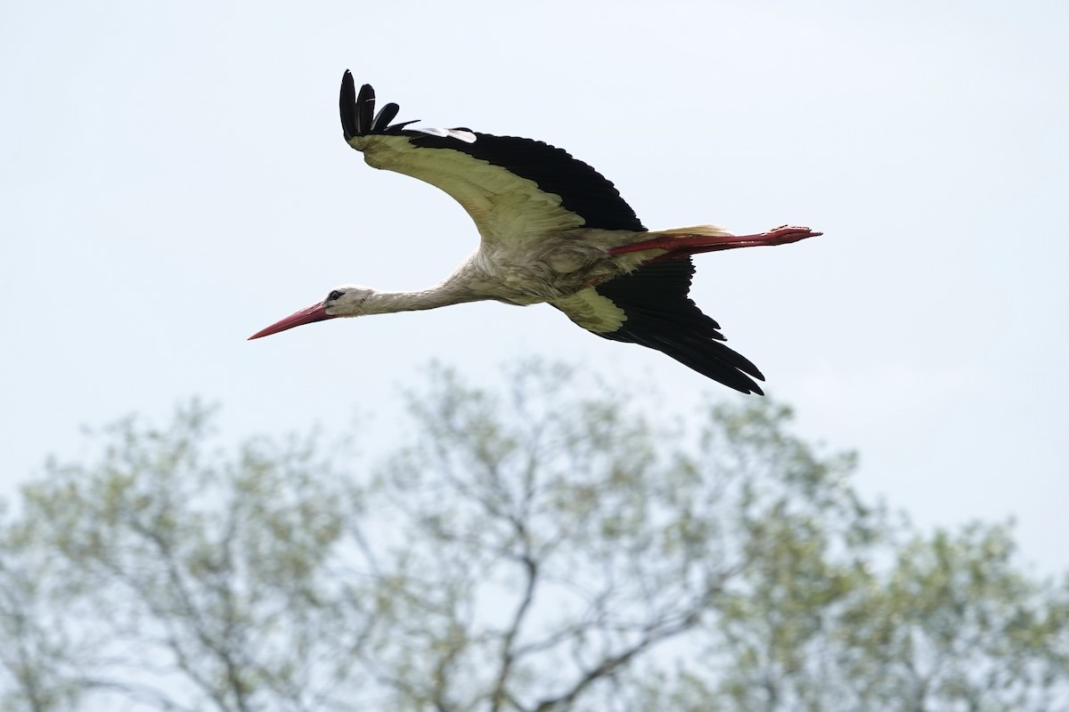 White Stork - ML642526444