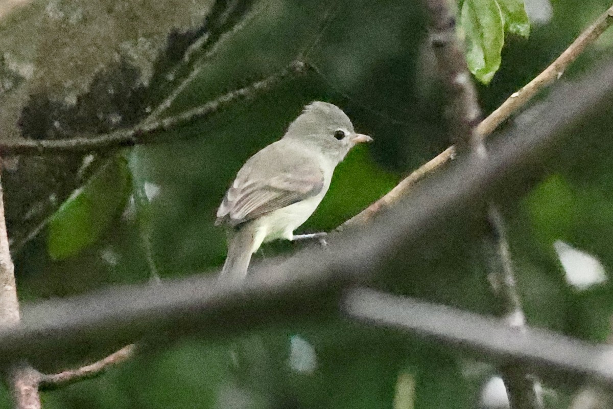 Northern Beardless-Tyrannulet - ML642526450