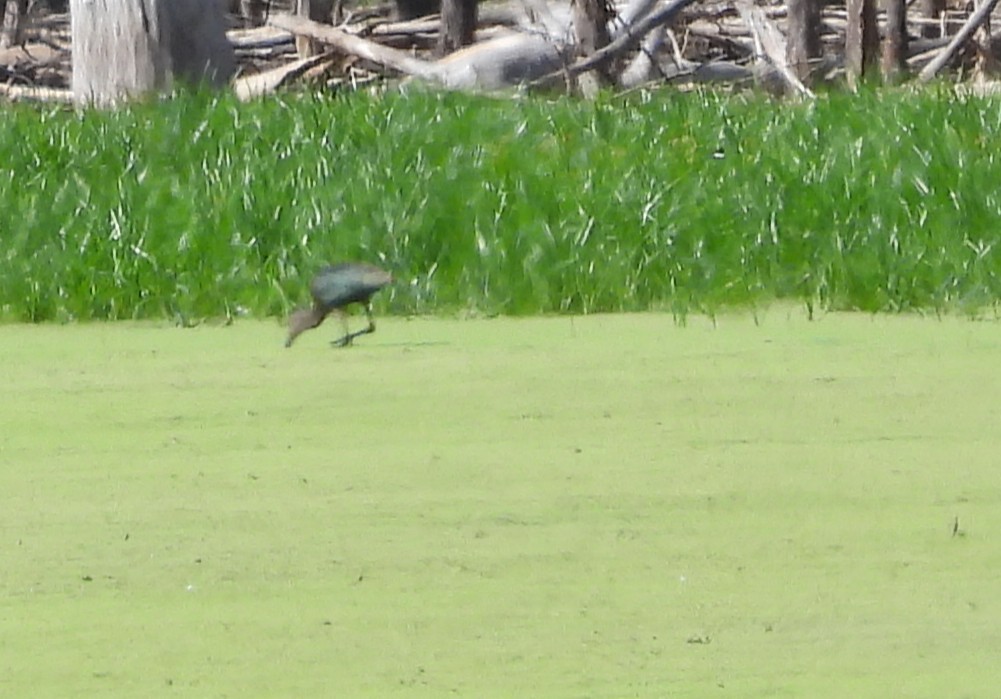 Glossy/White-faced Ibis - ML642526453