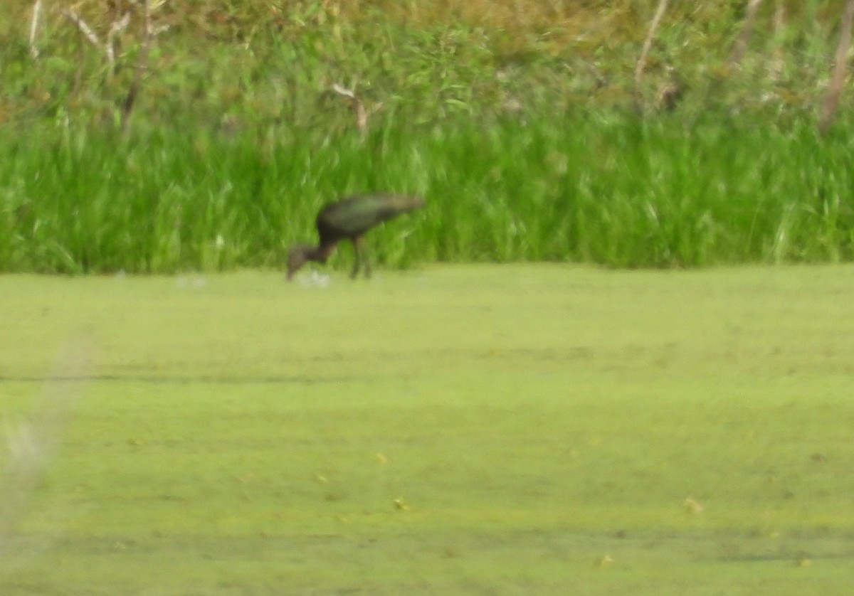 Glossy/White-faced Ibis - ML642526457