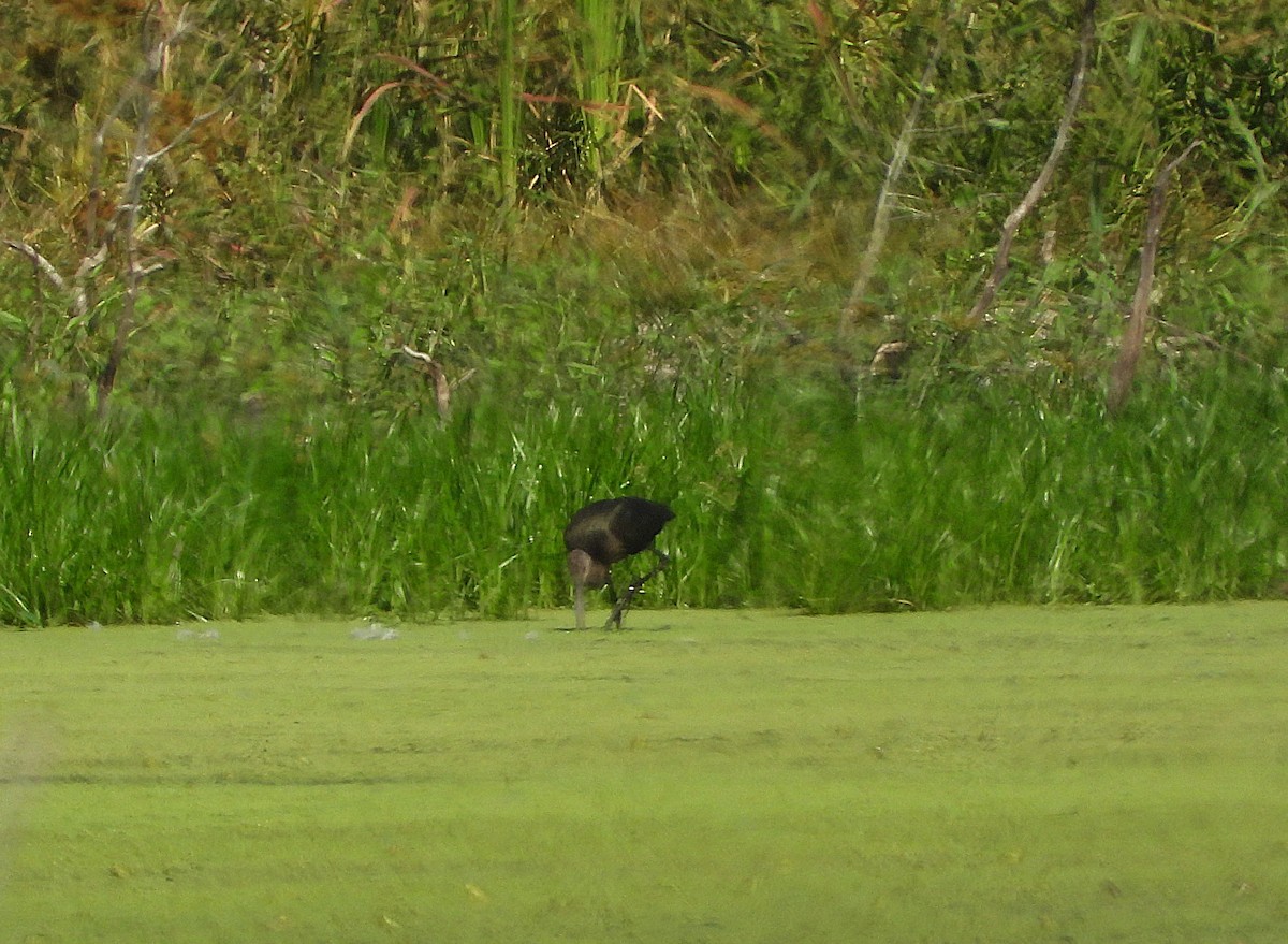 Glossy/White-faced Ibis - ML642526478