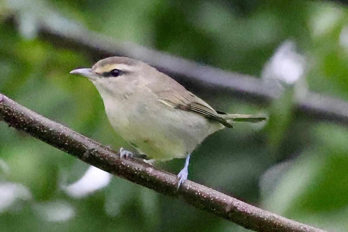 Yucatan Vireo - ML642526530
