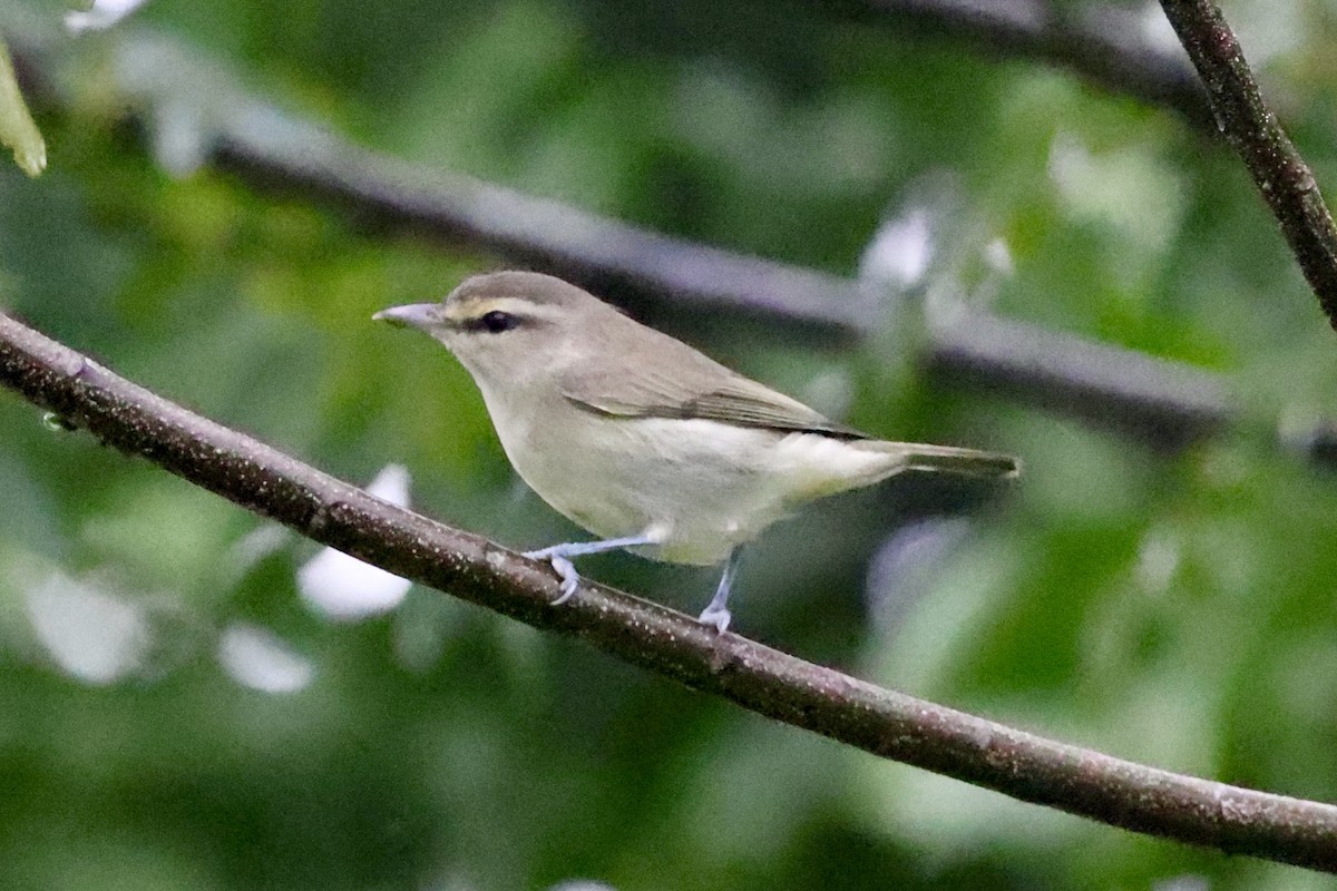 Yucatan Vireo - ML642526531