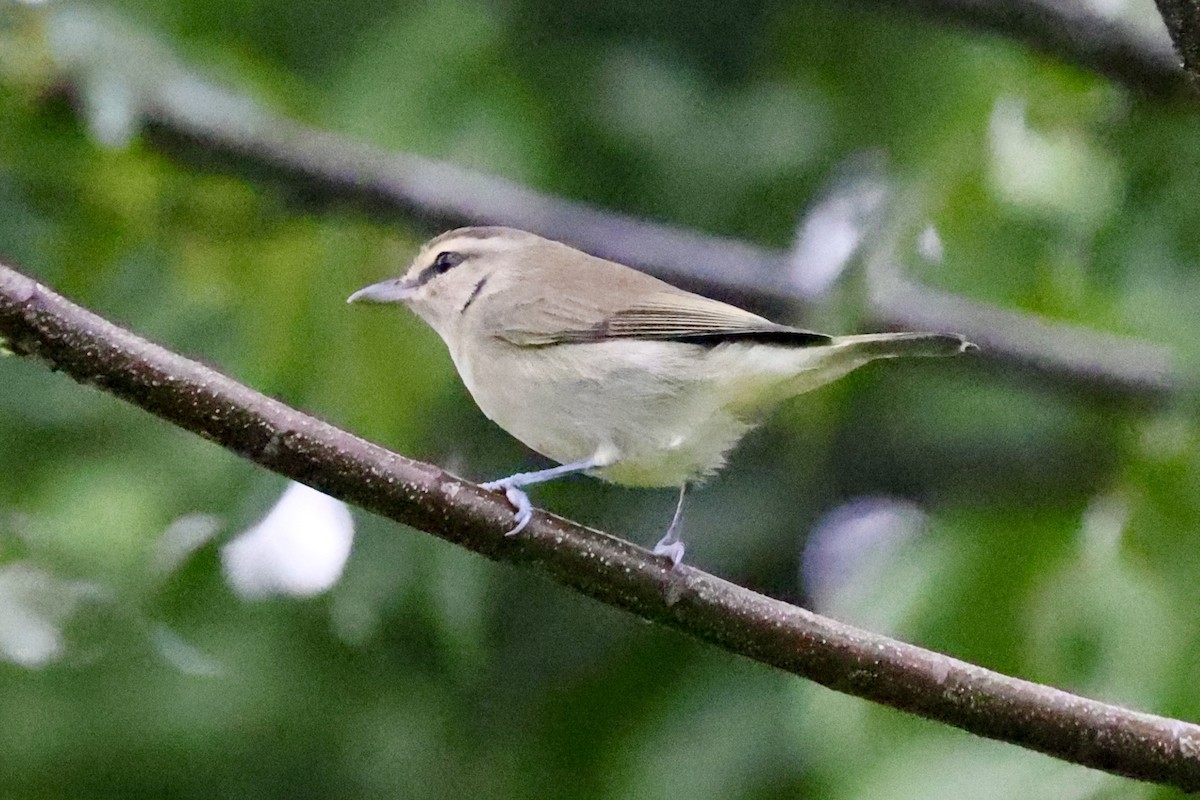 Yucatan Vireo - ML642526532