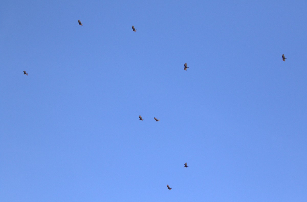 Turkey Vulture - ML642526598