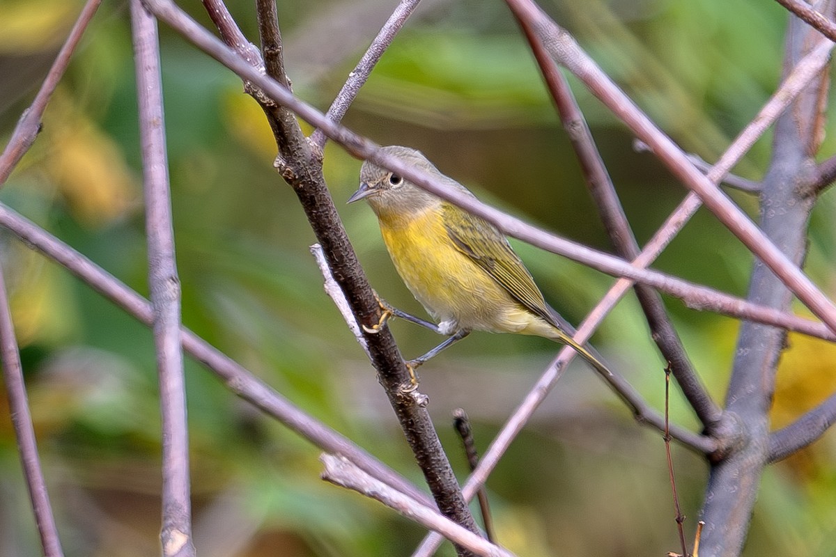 Nashville Warbler - ML642526602