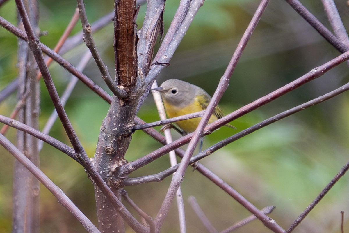 Nashville Warbler - ML642526603