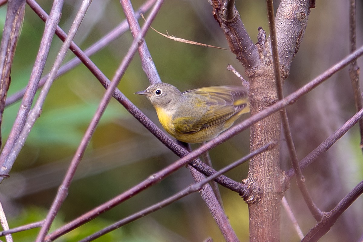 Nashville Warbler - ML642526604