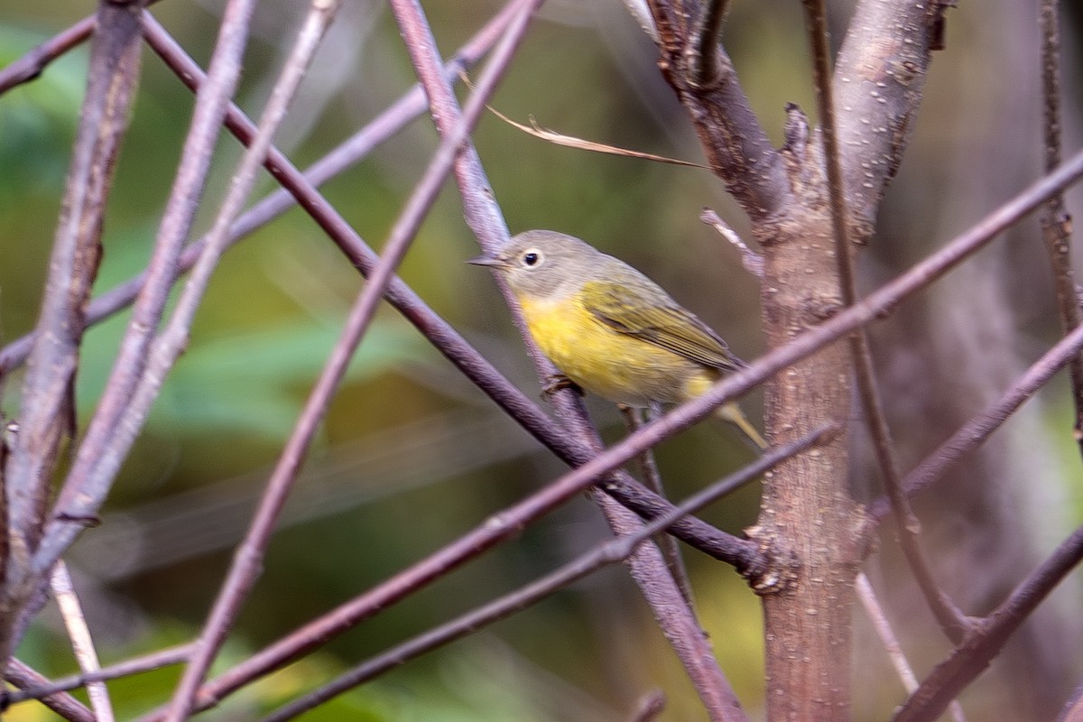 Nashville Warbler - ML642526605