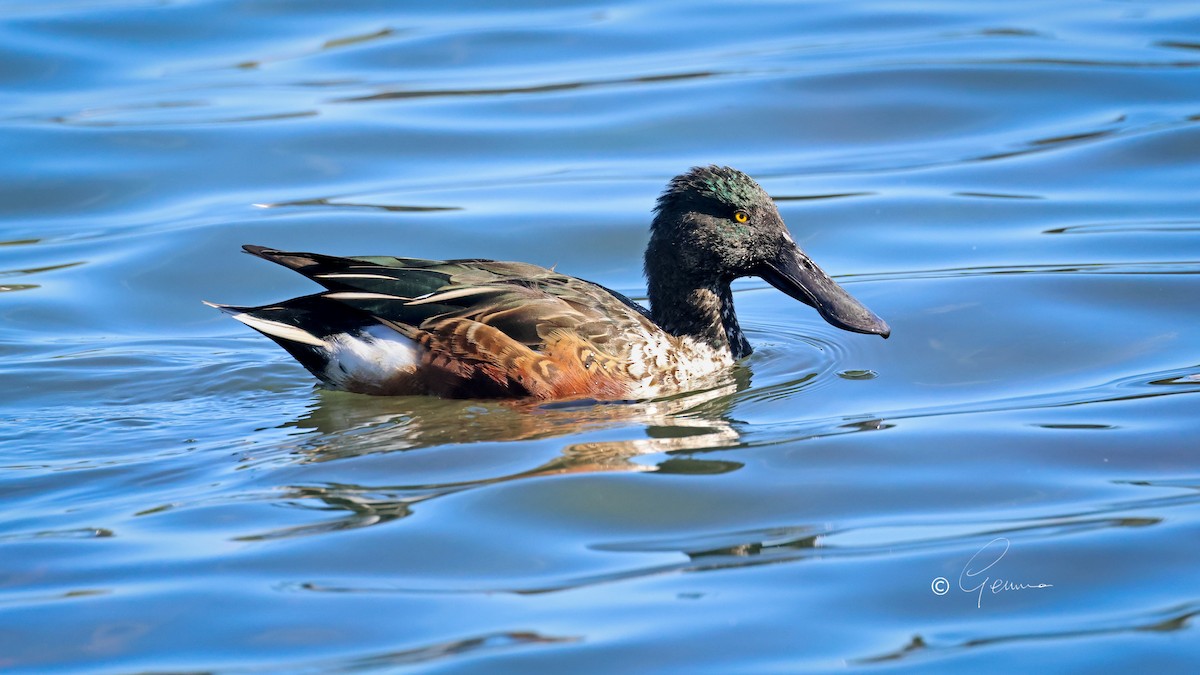 Northern Shoveler - ML642526609