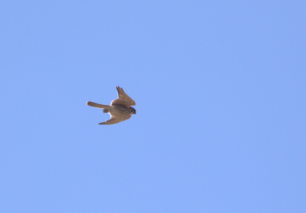 American Kestrel - ML642526618
