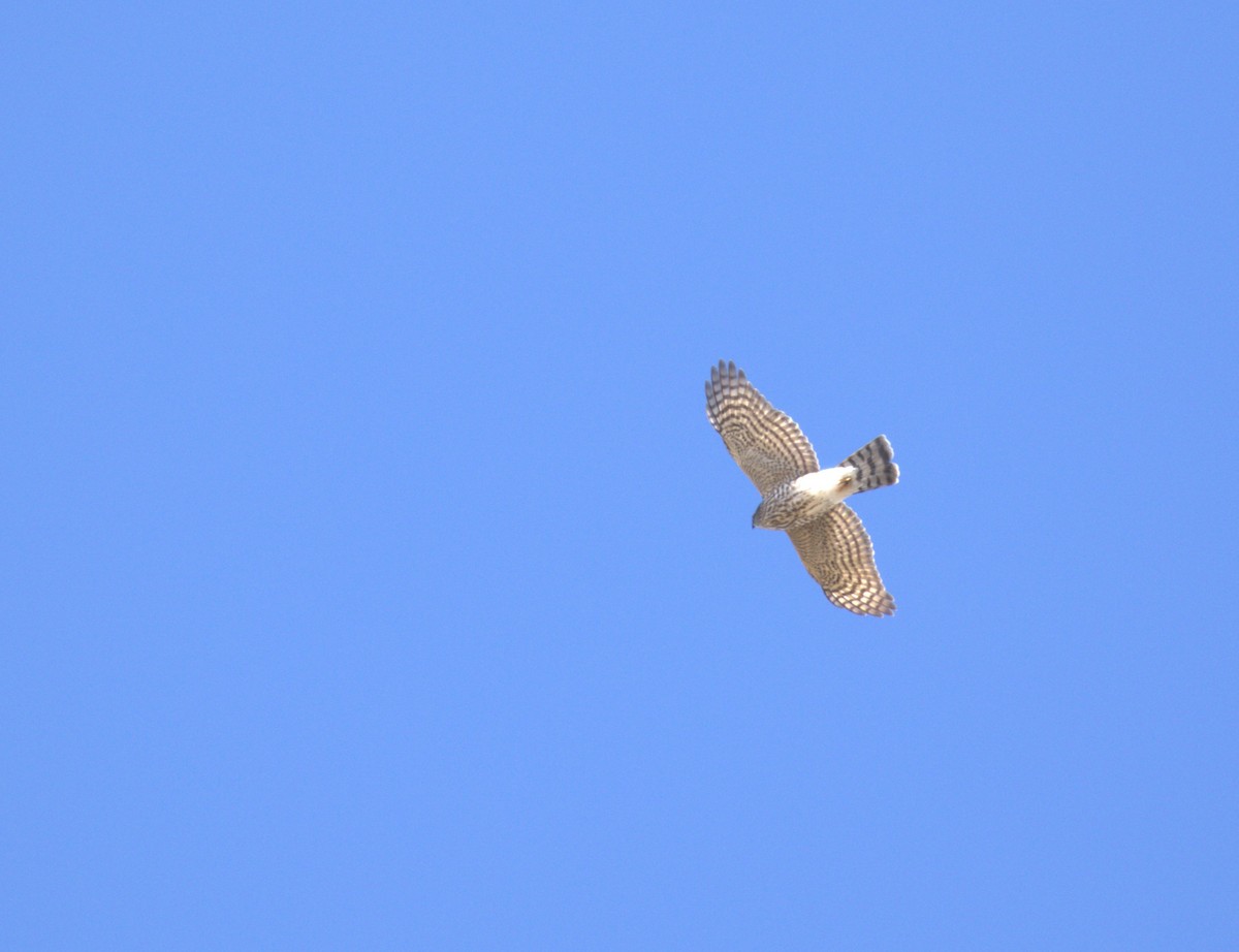 Sharp-shinned Hawk - ML642526642