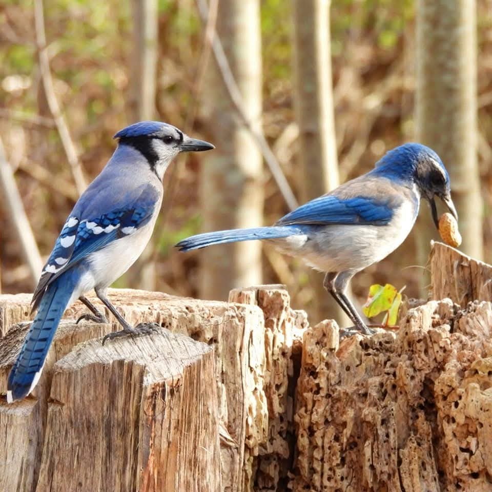 Blue Jay - ML642526695