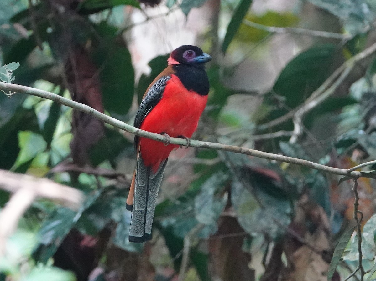 Diard's Trogon - ML642526709