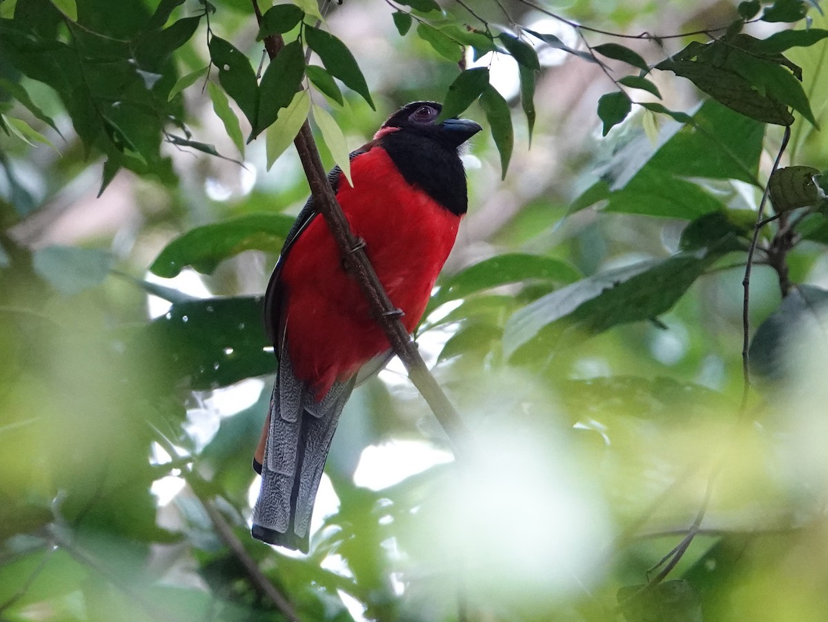 Diard's Trogon - ML642526710