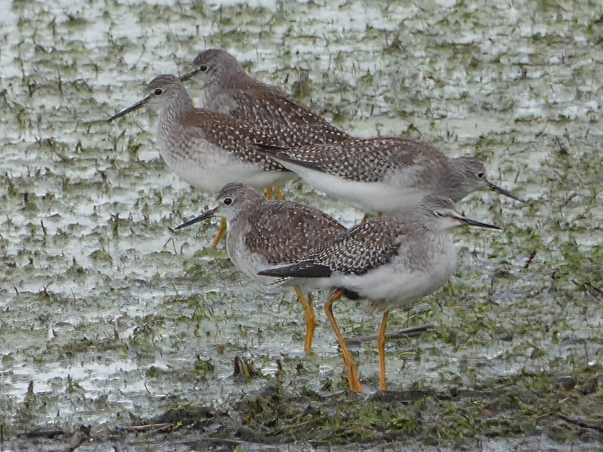 Lesser Yellowlegs - ML642526720